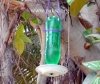 DIY water Feeder for wild bird from pet bottle